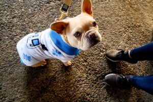 French bulldog wearing San Francisco BART holiday sweater.